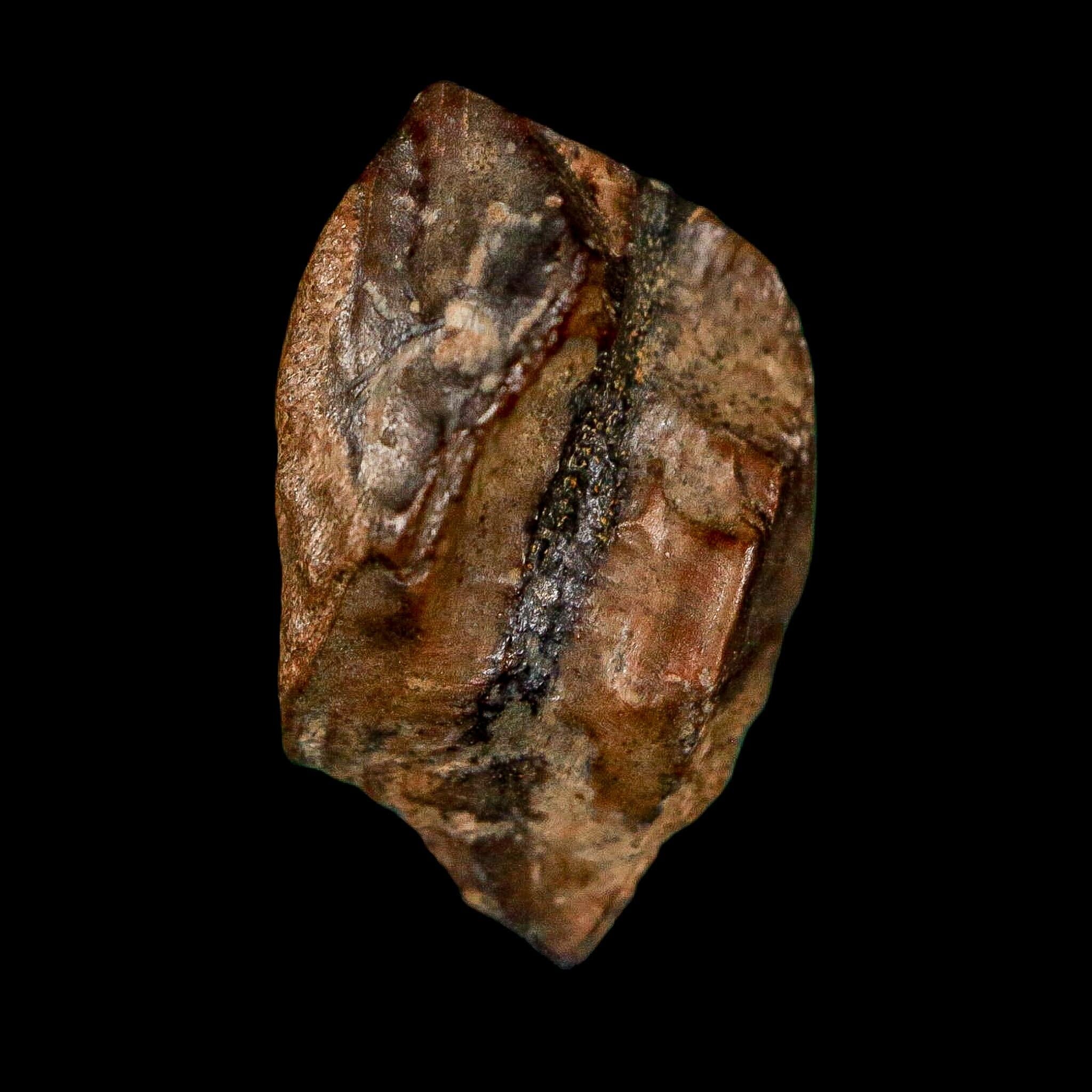 0.7" Triceratops Fossil Tooth Lance Creek FM Cretaceous Dinosaur WY COA Display - Fossil Age Minerals