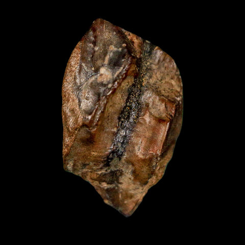 0.7" Triceratops Fossil Tooth Lance Creek FM Cretaceous Dinosaur WY COA Display
