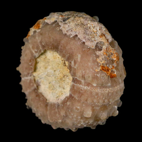 33MM Detailed Fossil Goniopygus Sp Sea Urchin Echinoid Cretaceous Morocco - Fossil Age Minerals