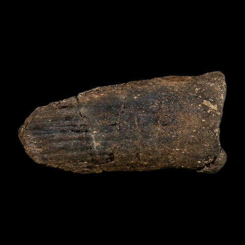 6.1" Hypacrosaurus Dinosaur Fossil Vertebrae Process Two Medicine FM Montana COA - Fossil Age Minerals