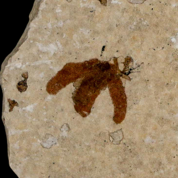 0.5 Detailed Fossil March Fly Insect Green River FM Uintah County UT Eocene Age