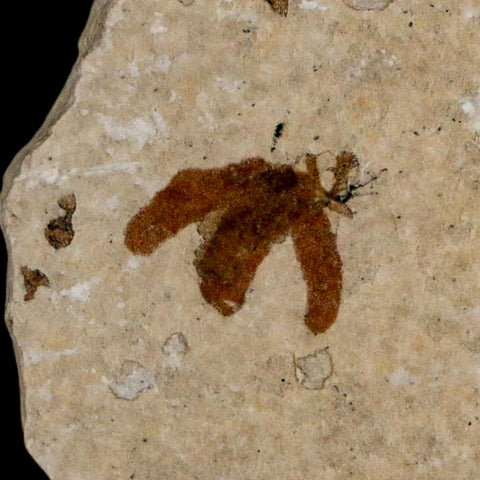 0.5 Detailed Fossil March Fly Insect Green River FM Uintah County UT Eocene Age