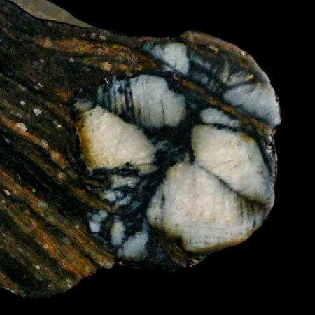 2.2" Rare Andalucite Var Chiastolite Mineral Specimen Asturias Province Boal Spain