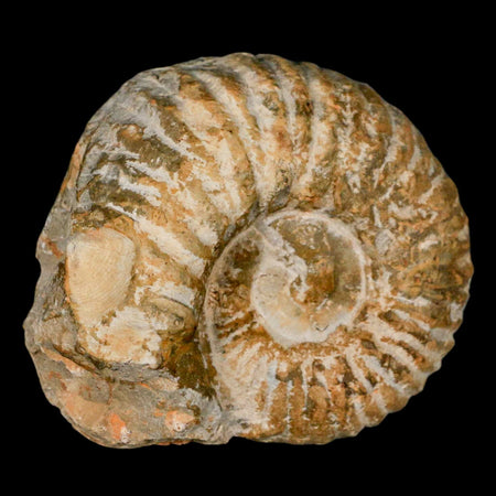 3.2" Acanthoceras Ammonite Fossil Agadir Morocco 360 Million Year Old COA