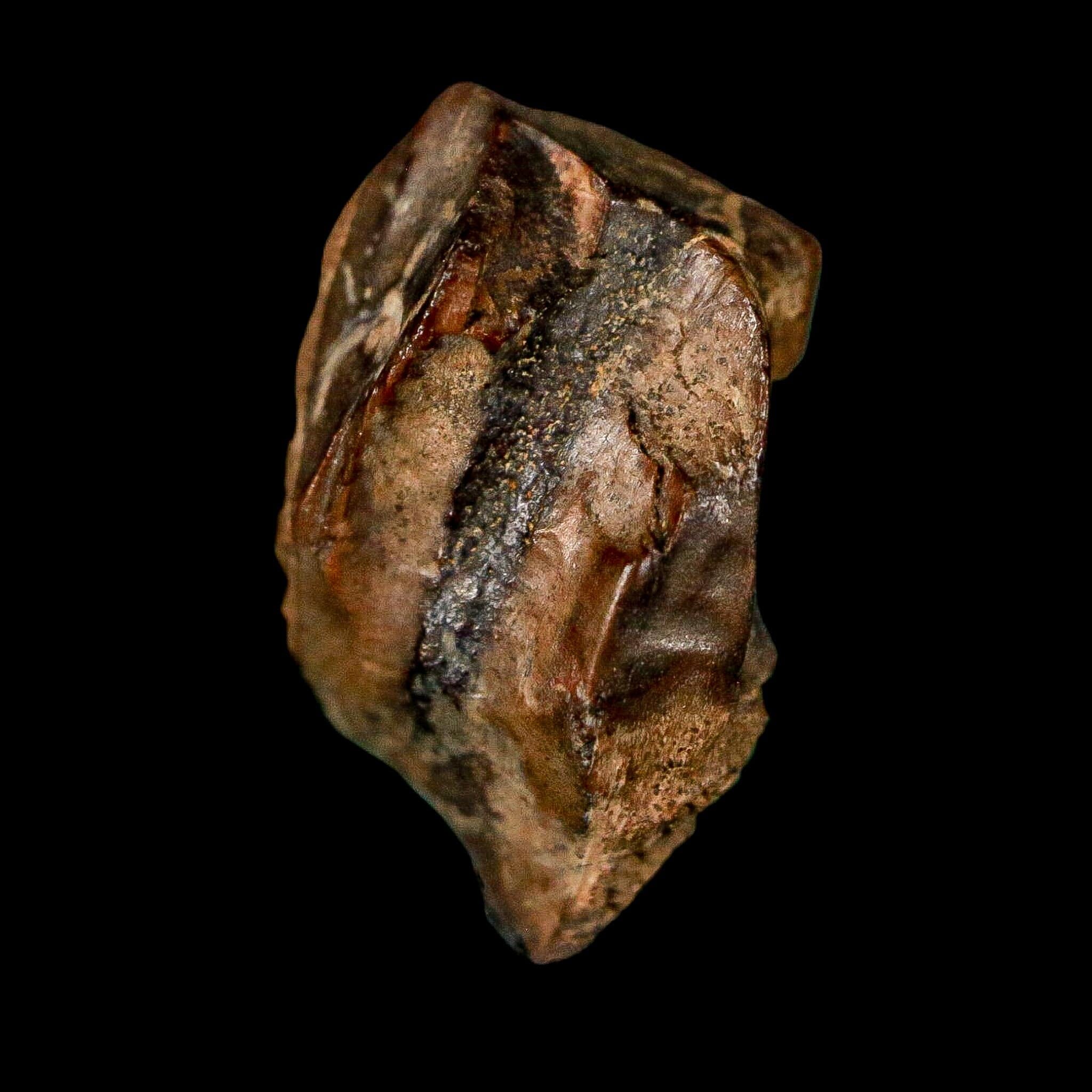0.7" Triceratops Fossil Tooth Lance Creek FM Cretaceous Dinosaur WY COA Display - Fossil Age Minerals