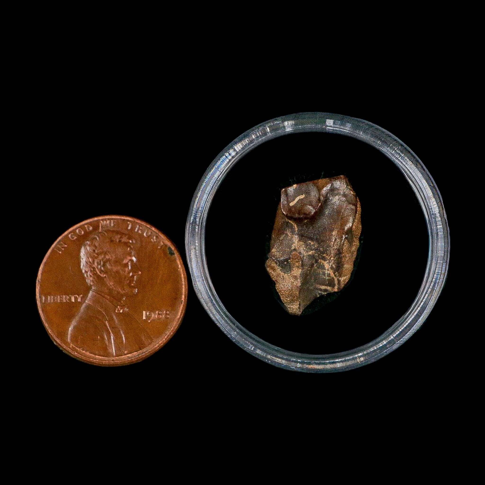 0.7" Triceratops Fossil Tooth Lance Creek FM Cretaceous Dinosaur WY COA Display - Fossil Age Minerals