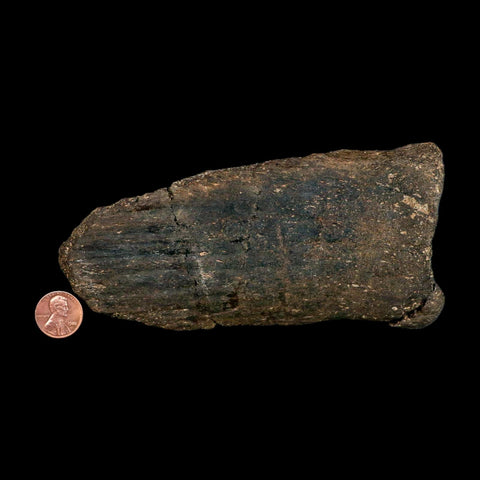 6.1" Hypacrosaurus Dinosaur Fossil Vertebrae Process Two Medicine FM Montana COA - Fossil Age Minerals