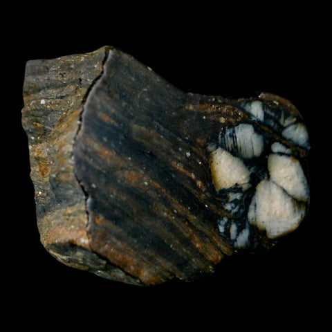 2.2" Rare Andalucite Var Chiastolite Mineral Specimen Asturias Province Boal Spain - Fossil Age Minerals