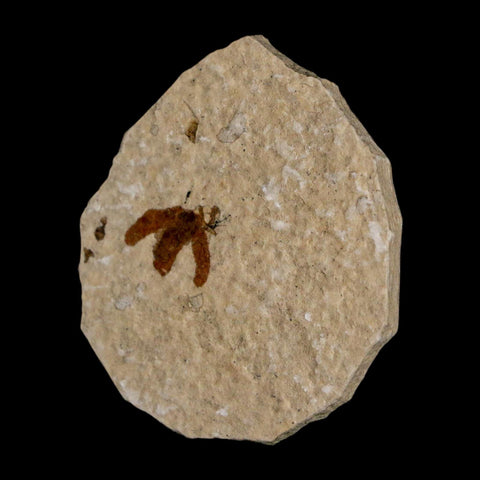 0.5 Detailed Fossil March Fly Insect Green River FM Uintah County UT Eocene Age