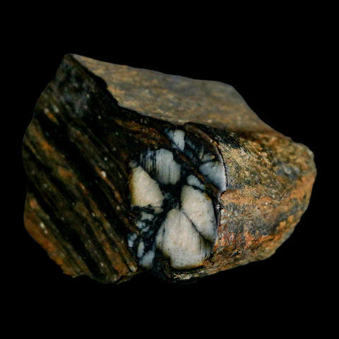 2.2" Rare Andalucite Var Chiastolite Mineral Specimen Asturias Province Boal Spain - Fossil Age Minerals