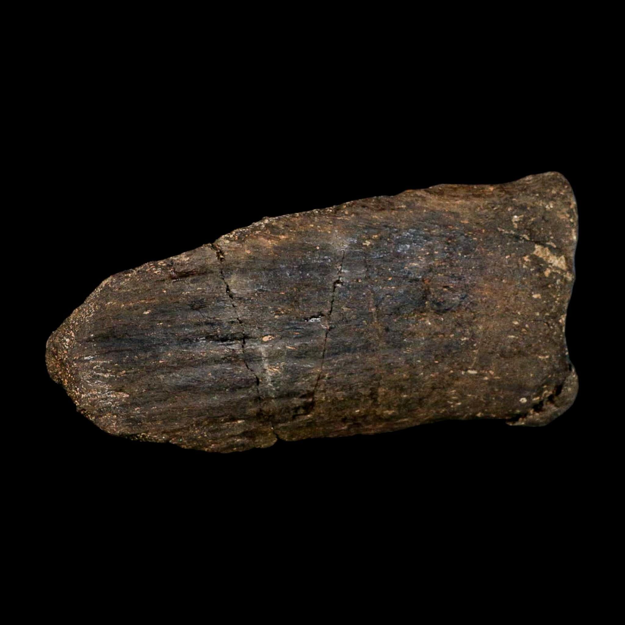 6.1" Hypacrosaurus Dinosaur Fossil Vertebrae Process Two Medicine FM Montana COA - Fossil Age Minerals