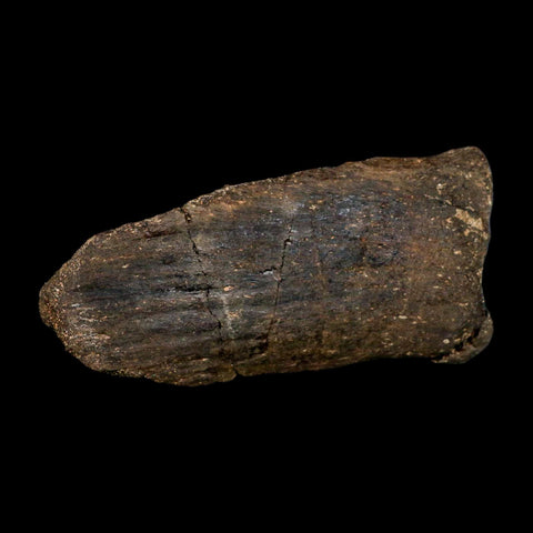 6.1" Hypacrosaurus Dinosaur Fossil Vertebrae Process Two Medicine FM Montana COA - Fossil Age Minerals