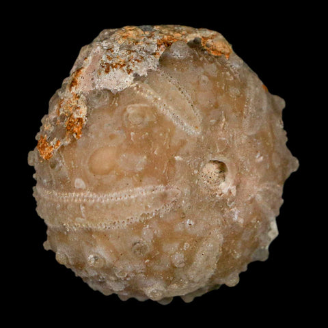 33MM Detailed Fossil Goniopygus Sp Sea Urchin Echinoid Cretaceous Morocco - Fossil Age Minerals