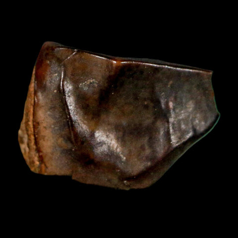0.5" Triceratops Fossil Tooth Lance Creek FM Cretaceous Dinosaur WY COA Display