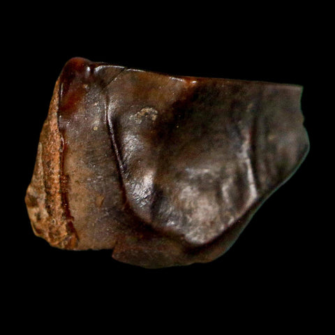 0.5" Triceratops Fossil Tooth Lance Creek FM Cretaceous Dinosaur WY COA Display