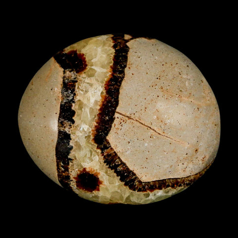 2.2" Septarian Dragon Palm Stone Mineral Specimen Healing Madagascar - Fossil Age Minerals