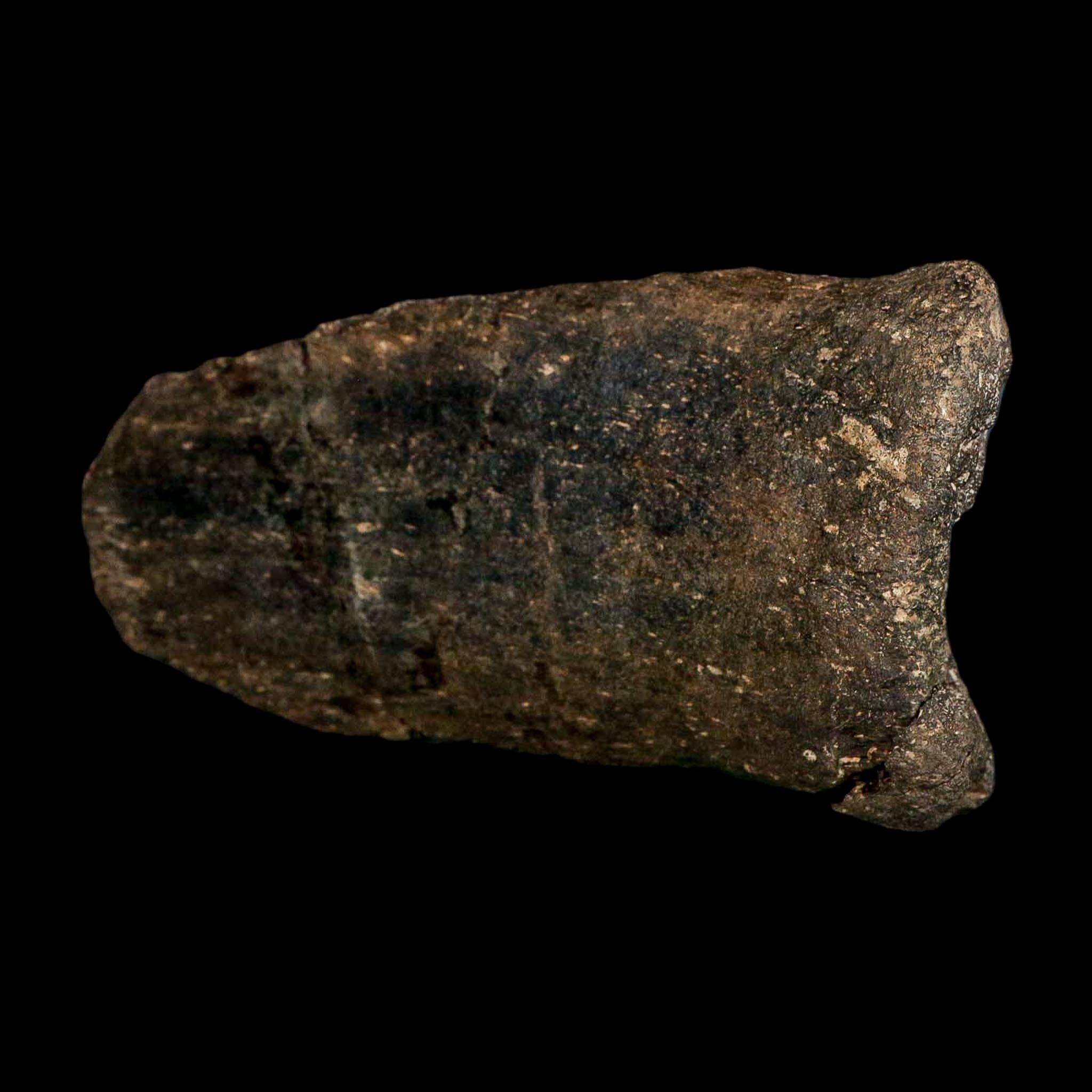 6.1" Hypacrosaurus Dinosaur Fossil Vertebrae Process Two Medicine FM Montana COA - Fossil Age Minerals