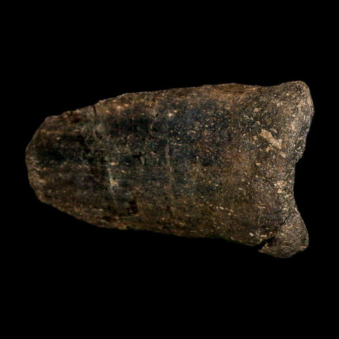 6.1" Hypacrosaurus Dinosaur Fossil Vertebrae Process Two Medicine FM Montana COA - Fossil Age Minerals