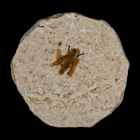0.5 Detailed Fossil March Fly Insect Green River FM Uintah County UT Eocene Age