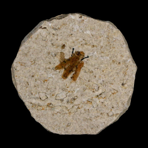 0.5 Detailed Fossil March Fly Insect Green River FM Uintah County UT Eocene Age