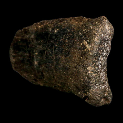 6.1" Hypacrosaurus Dinosaur Fossil Vertebrae Process Two Medicine FM Montana COA - Fossil Age Minerals