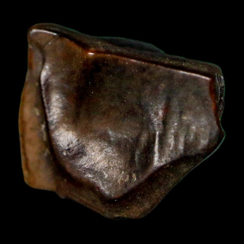 0.5" Triceratops Fossil Tooth Lance Creek FM Cretaceous Dinosaur WY COA Display