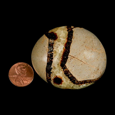 2.2" Septarian Dragon Palm Stone Mineral Specimen Healing Madagascar - Fossil Age Minerals