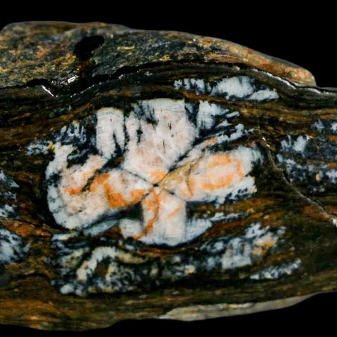 3.3" Rare Andalucite Var Chiastolite Mineral Specimen Asturias Province Boal Spain - Fossil Age Minerals