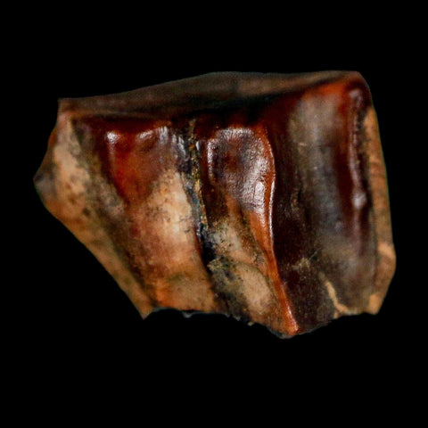 0.5" Triceratops Fossil Tooth Lance Creek FM Cretaceous Dinosaur WY COA Display