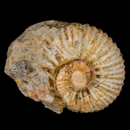 3.2" Acanthoceras Ammonite Fossil Agadir Morocco 360 Million Year Old COA