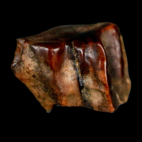 0.5" Triceratops Fossil Tooth Lance Creek FM Cretaceous Dinosaur WY COA Display