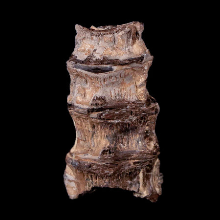 1.4" Xiphactinus Audax Fossil Vertebrae Cretaceous Era Fish Niobrara FM Kansas