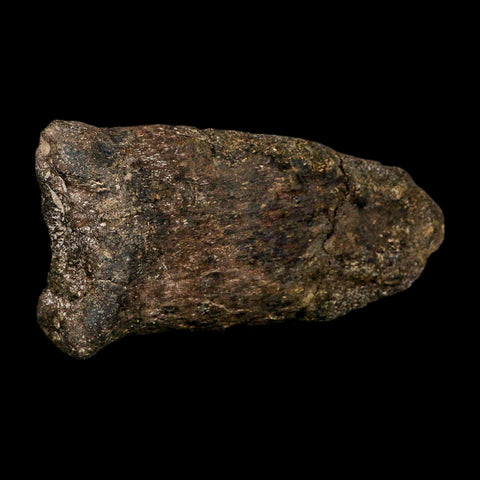 6.1" Hypacrosaurus Dinosaur Fossil Vertebrae Process Two Medicine FM Montana COA - Fossil Age Minerals