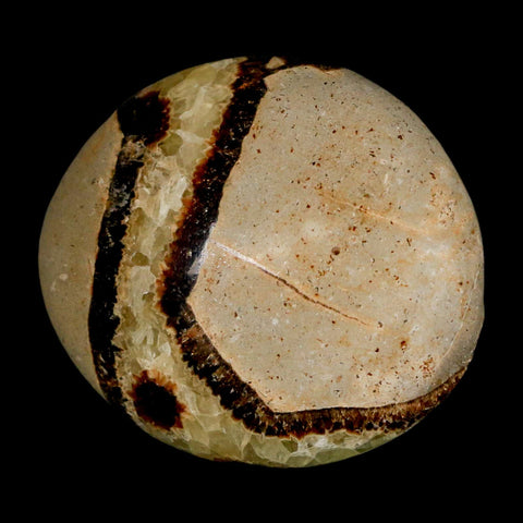 2.2" Septarian Dragon Palm Stone Mineral Specimen Healing Madagascar - Fossil Age Minerals