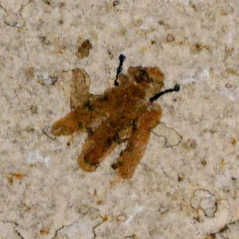0.5 Detailed Fossil March Fly Insect Green River FM Uintah County UT Eocene Age