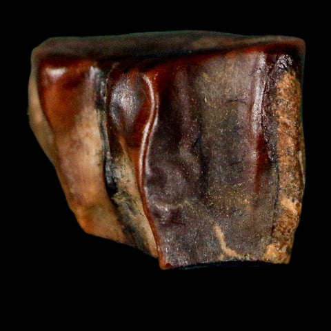 0.5" Triceratops Fossil Tooth Lance Creek FM Cretaceous Dinosaur WY COA Display