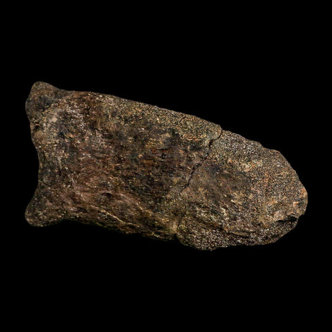 6.1" Hypacrosaurus Dinosaur Fossil Vertebrae Process Two Medicine FM Montana COA - Fossil Age Minerals