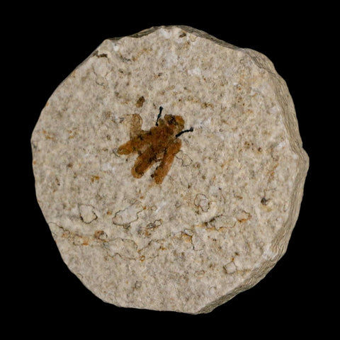 0.5 Detailed Fossil March Fly Insect Green River FM Uintah County UT Eocene Age