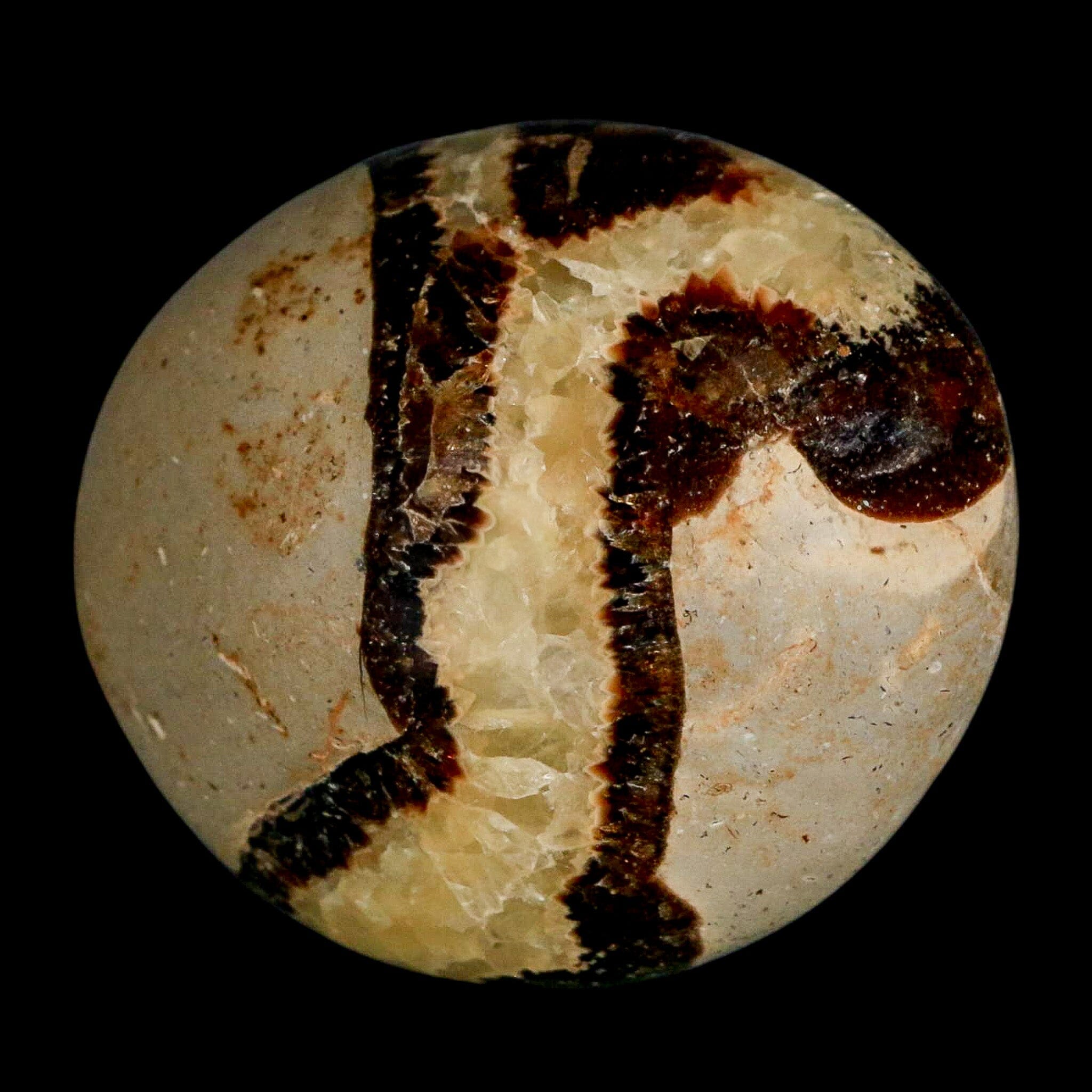 2.2" Septarian Dragon Palm Stone Mineral Specimen Healing Madagascar - Fossil Age Minerals