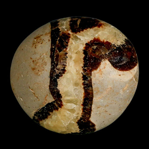 2.2" Septarian Dragon Palm Stone Mineral Specimen Healing Madagascar - Fossil Age Minerals