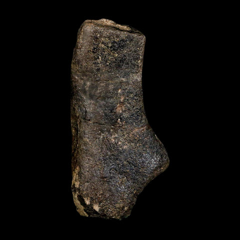 4.6" Hypacrosaurus Dinosaur Fossil Scapula Bone Two Medicine FM Montana COA - Fossil Age Minerals