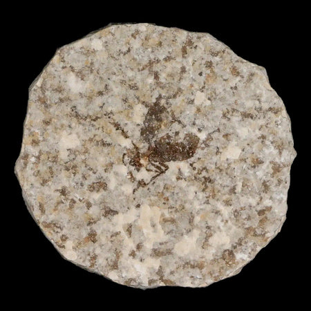 0.7 Detailed Fossil March Fly Insect Green River FM Uintah County UT Eocene Age
