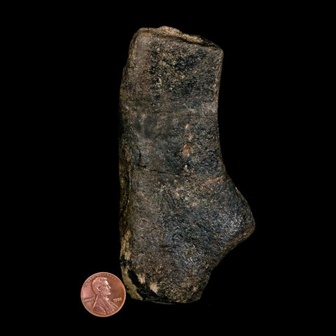 4.6" Hypacrosaurus Dinosaur Fossil Scapula Bone Two Medicine FM Montana COA - Fossil Age Minerals