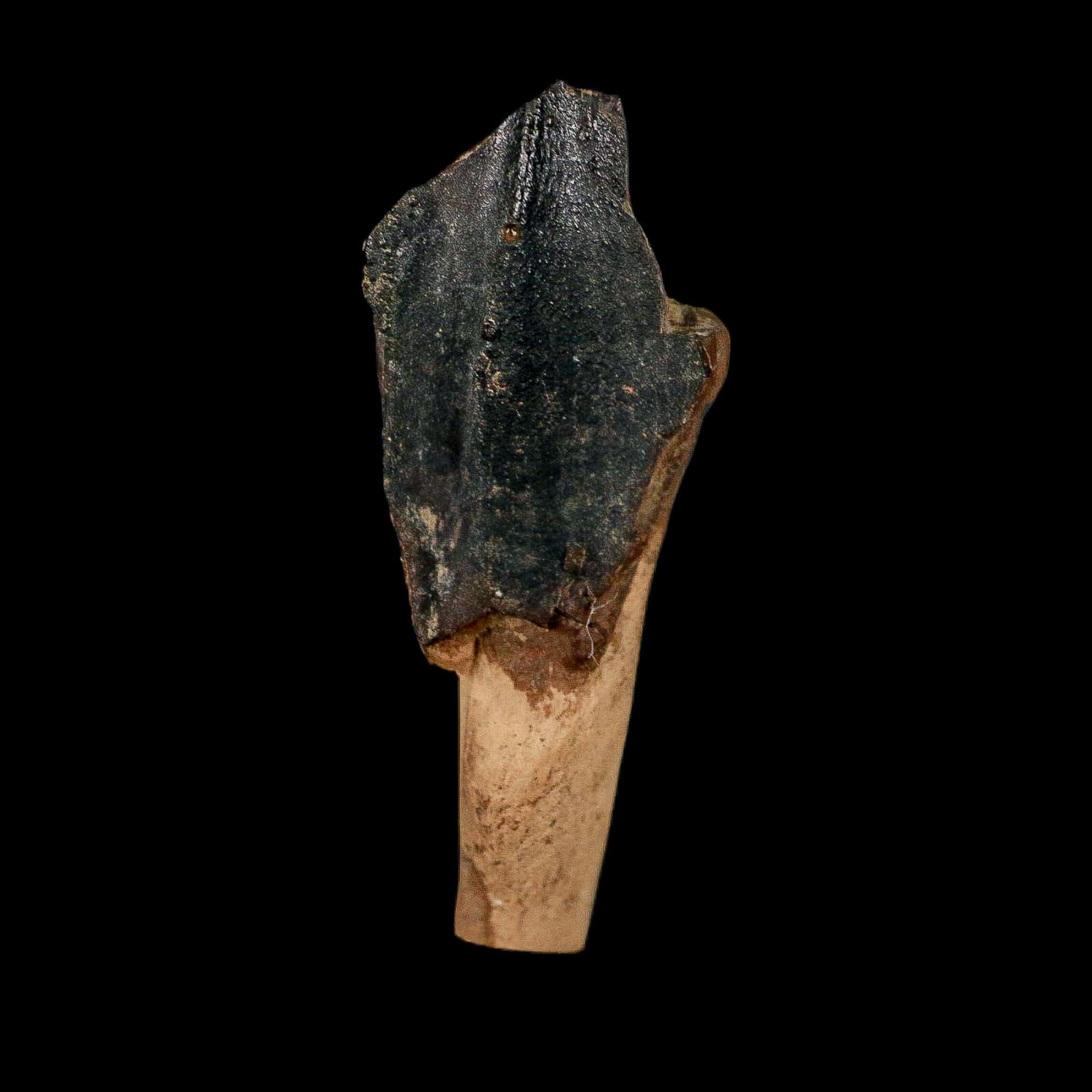 XXL 1.4" Triceratops Fossil Crown Tooth Hell Creek FM Cretaceous Dinosaur MT COA - Fossil Age Minerals
