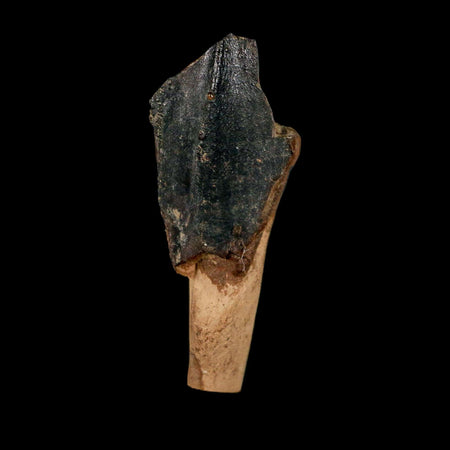 XXL 1.4" Triceratops Fossil Crown Tooth Hell Creek FM Cretaceous Dinosaur MT COA