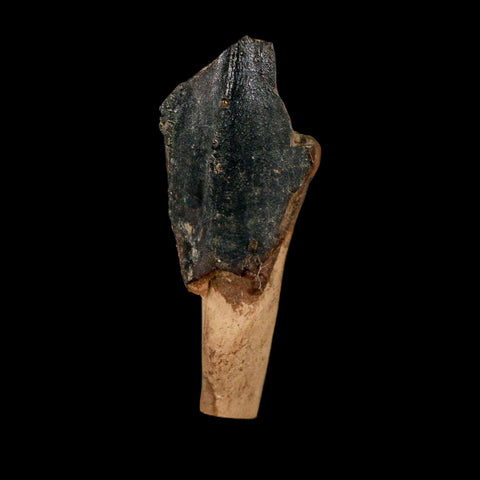XXL 1.4" Triceratops Fossil Crown Tooth Hell Creek FM Cretaceous Dinosaur MT COA