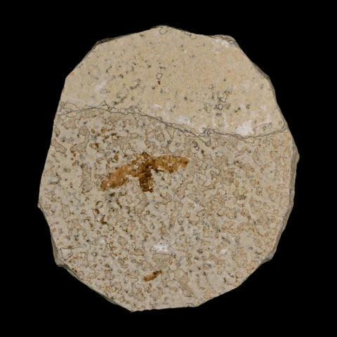 0.9 Detailed Fossil March Fly Insect Green River FM Uintah County UT Eocene Age
