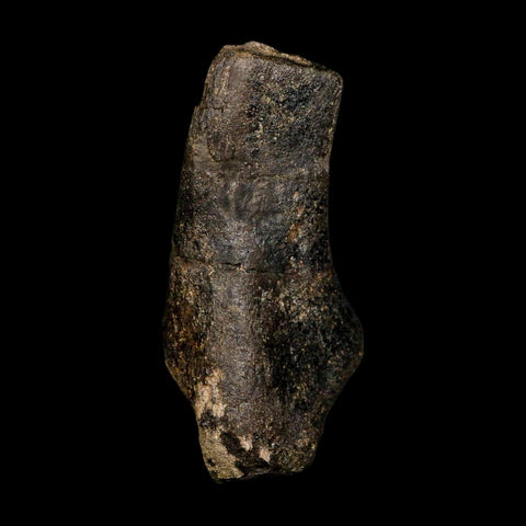 4.6" Hypacrosaurus Dinosaur Fossil Scapula Bone Two Medicine FM Montana COA - Fossil Age Minerals