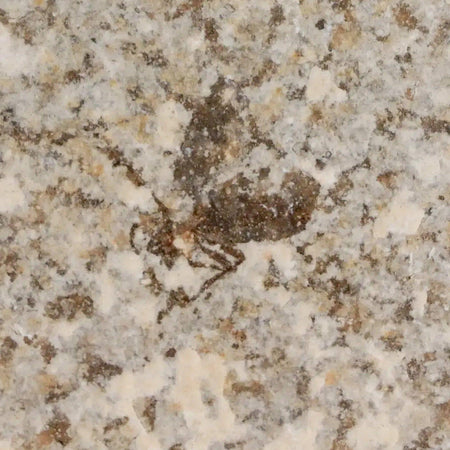 0.7 Detailed Fossil March Fly Insect Green River FM Uintah County UT Eocene Age