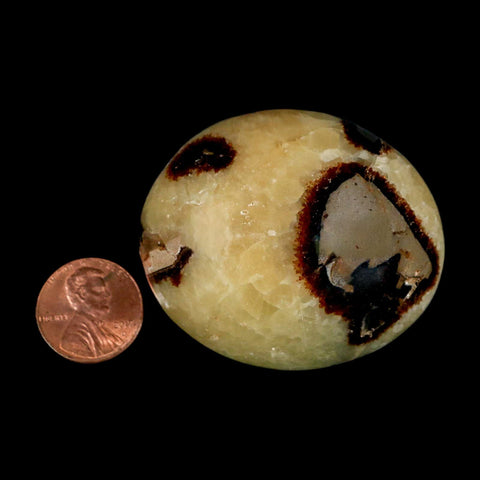 2.1" Septarian Dragon Palm Stone Mineral Specimen Healing Madagascar - Fossil Age Minerals